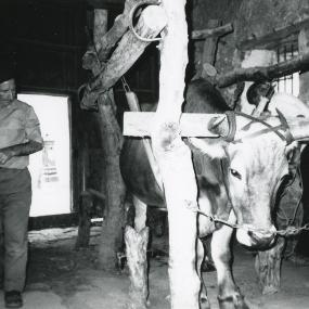 Albino Vellini all'interno della bottega, a fianco al telaio per la ferratura dei buoi